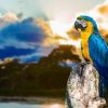 Single Parrot Birds Paint By Numbers
