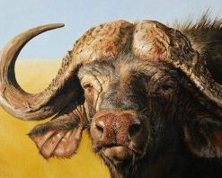 African Buffalo Paint By Number