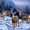 Alaska Deers Paint By Number