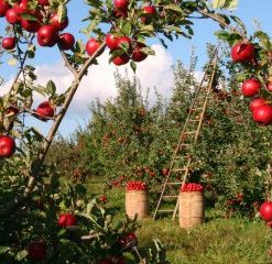 Apples Fields Paint By Number