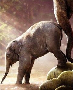 Baby Elephant Paint By Number