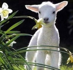 Baby Lamb Paint By Number