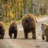 Bear Bums Paint By Number
