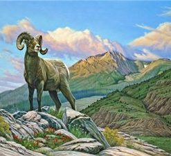 Bighorn Sheep Paint By Number