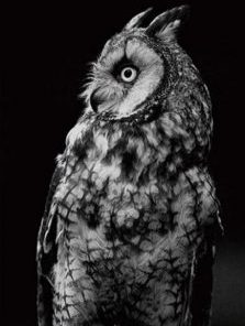 Black And White Owl Paint By Number