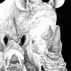 Black And White Rhino Paint By Number