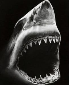 Black And White Shark Paint By Number