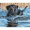 Black Dog Swimming Paint By Number