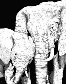 Black And White Elephants Paint By Number