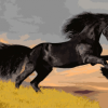 Black Horse Paint By Number