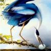 Blue Heron Paint By Number