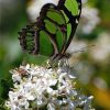 Green Butterfly on Flower paint by numbers