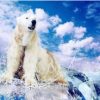 Polar Bear Paint By Number