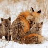 Red Fox on Snow paint by numbers