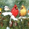 Birds In Winter Paint By Number