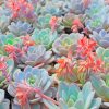 Succulent Plant NEW Paint By Numbers