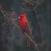 Red Cardinal Bird NEW Paint By Numbers