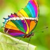 Beautiful Rainbow Butterfly NEW Paint By Numbers