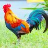 Kauai Chicken NEW Paint By Numbers