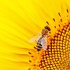 Bee On Sunflower NEW Paint By Numbers