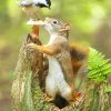 Cute Squirrel And Bird NEW Paint By Numbers