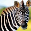Cute Zebra NEW Paint By Numbers