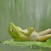 Frog Laying On A Lily Pad paint by numbers