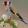 Beautiful Bird paint by numbers