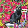 black-cat-paint-by-numbers