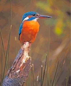 kingfisher-bird-paint-by-numbers