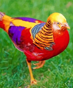 Golden Pheasant Paint by numbers