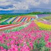 Hokkaido-paint-by-numbers