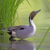 Mallard-duck-in-the-river-paint-by-number