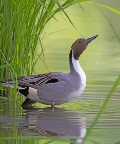 Mallard-duck-in-the-river-paint-by-number