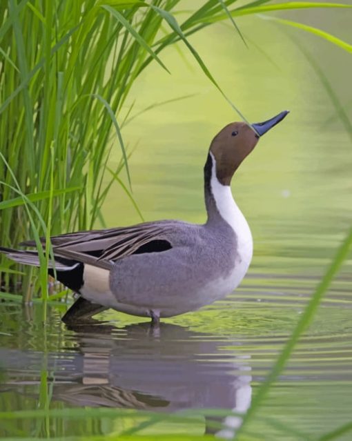 Mallard-duck-in-the-river-paint-by-number