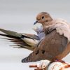 Mourning Dove Bird Paint by numbers