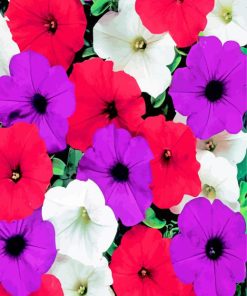 Petunia Flowering Plants Paint by numbers