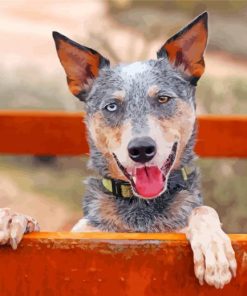 australian-heeler-cattle-dog-mix-paint-by-number