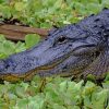 black-alligator-in-swamp-paint-by-number