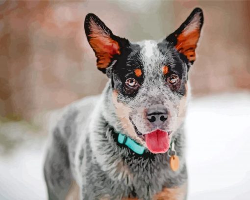 blue-heeler-dog-breed-paint-by-numbers