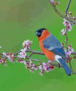 Bullfinch Bird paint by numbers