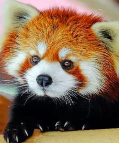 cute-baby-red-panda-paint-by-numbers