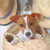 Cute Jack Russell Paint by numbers