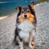 Cute Sheltie Paint by numbers