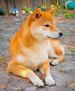 Cute Shiba Inu Paint by numbers