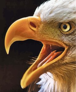 eagle-eyes-paint-by-numbers