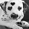 heart-shaped-dalmatian-paint-by-number