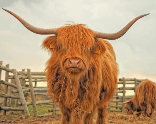 highland-cattle-paint-by-numbers