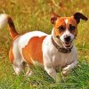 Jack Russell Puppy Paint by numbers