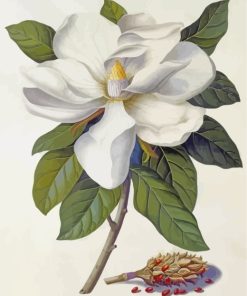 magnolia-paint-by-numbers